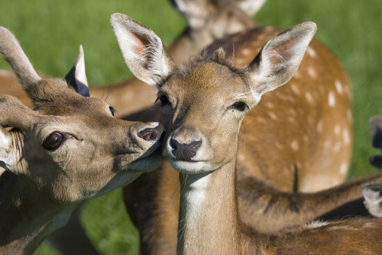 Wildpark Untertauern Wagrain Ausflugsziele Moabauer