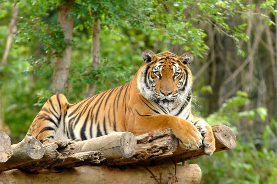 Zoo Salzburg Hellbrunn Ausflugsziele Wagrain Salzburger Land Moabauer